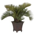 Potted Cycas Palm Silk Plant