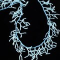 R.J. Graziano Coral Design Necklace