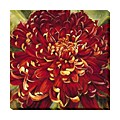 Selina Werbelow 'Chrysanthemum, 2006' Gallery Wrap Canvas