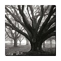 William 'Guion Oak Grove, Winter' Gallery Wrap Canvas