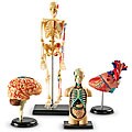 Anatomy Models Bundle Set