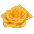 100 Yellow Roses