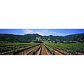 Napa Valley Vineyards Panoramic Canvas Art