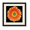 Harold Feinstein 'Radiance' Framed Art Print