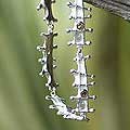 'Picket Fences' Bracelet (Thailand)