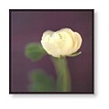 Jane-Ann Butler 'Ivory on Aubergine' Canvas Art