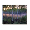 'Birch Trees Sunrise, France' Canvas Art