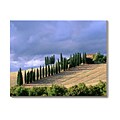 'Cyprus Trees, Tuscany, Italy' Unframed Canvas Art