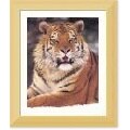 Robert Winslow Siberian Tiger Framed Art Print