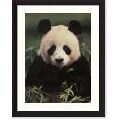 Gerry Ellis 'Giant Panda' Framed Art Print