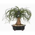 Ponytail Palm 8-inch Bonsai Tree