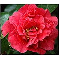Cary Hahn 'Rose' Canvas Art