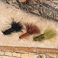 Wooly Bugger Standard Fishing Lure (Set of 12)