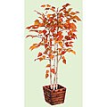 Autumn Mixed 3-foot Birch Tree