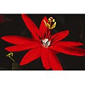 Clay Perry 'Red Flower' Canvas Art