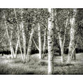 Richard Roffman 'Birch Forest' Canvas Art