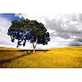 Nathan Lovas 'Lone Tree' Canvas Art