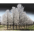 Richard Roffman 'Pear Trees' Canvas Art