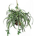 Spider Silk Hanging Basket