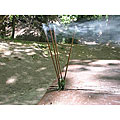 Outdoor Organice Incense