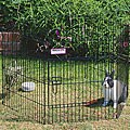 Rabbit Run-around Black 23-inch Cage