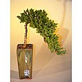Juniper Cascade Bonsai Tree