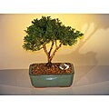 Shimpaku Large Bonsai Tree