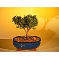 Small Shimpaku Juniper Tree