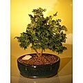 Hinoki Cypress 10-inch Bonsai Tree