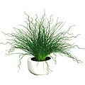 Silk Curly Pencil Grass with White Vase