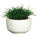 Sea Grass Silk Plant with White Vase
