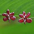 Natural Orchid Gold-plated 'Radiance' Earrings (Thailand)