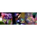 Delilah Dyson 'Freesia' Gallery-wrapped Art