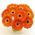 Orange Gerbera Daisies and Vase