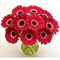 Hot Pink Gerbera Daisies and Vase