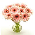 Pink Gerbera Daisies with Vase