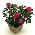 Antique Rose Gift Bouquet