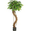 Hawaiian Curly Ficus 5-foot Silk Tree