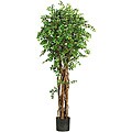 Japanese Ficus 68-inch Silk Tree