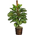 Calathea 'Real Touch' 55-inch Silk Plant