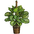 Calathea 'Real Touch' 43-inch Silk Plant