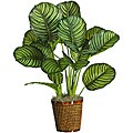 Calathea 'Real Touch' 31-inch Silk Plant