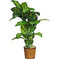 Dieffenbachia 'Real Touch' 5-foot Silk Plant