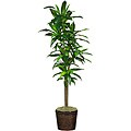 Dracaena 70-inch 'Real Touch' Silk Plant 