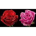 Exotic Red and Pink Intuition Roses (72 Stems)