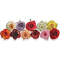 125 Stems Premium Assorted Color Roses (40 cm Stems)