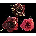 Magic Roses (125 Stems)