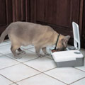 Two-meal Pet Feeder