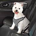 Black Houndstooth Car Safety Dog Harness