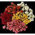 Assorted Spray Roses (50 Stems)